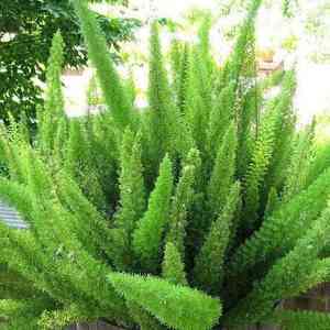 Foxtail fern(Asparagus densiflorus)