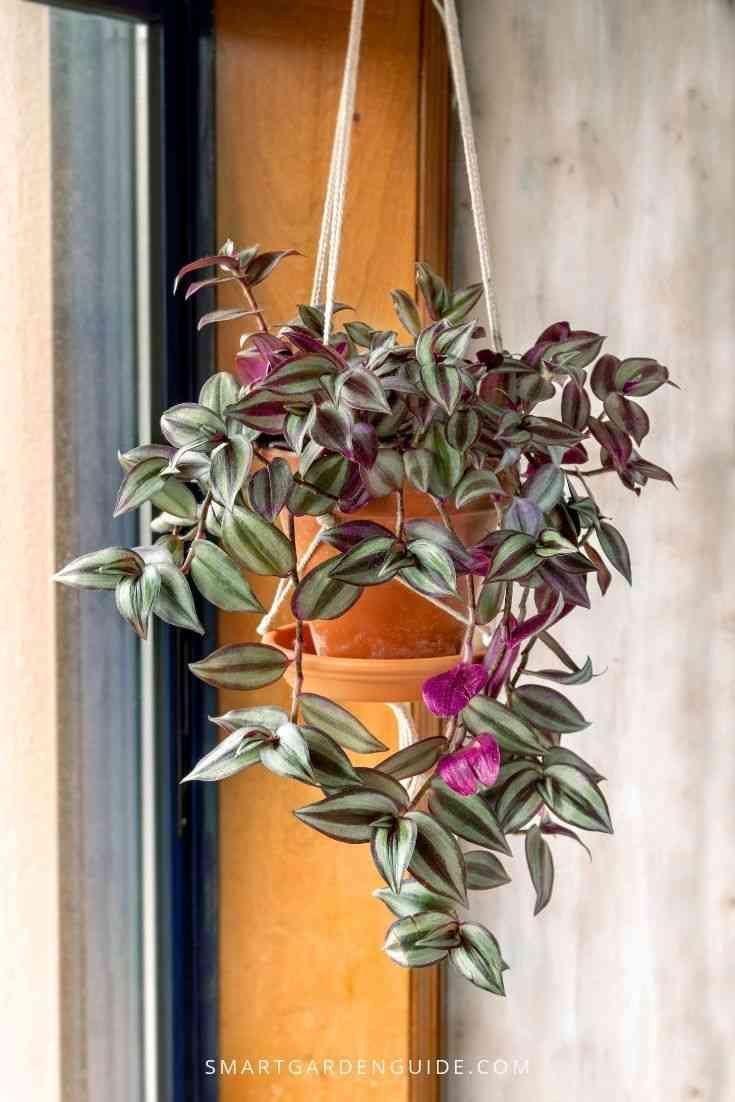 Silver inch plant(Tradescantia zebrina)