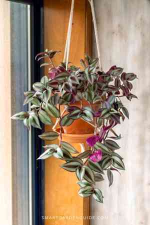 Silver inch plant(Tradescantia zebrina)