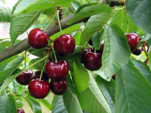 Sour cherry(Prunus cerasus)
