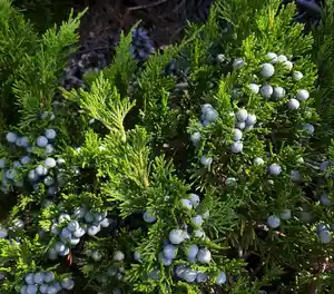 Savin juniper(Juniperus sabina)
