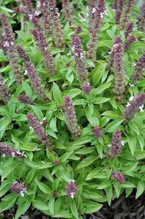 Sweet basil(Ocimum basilicum)