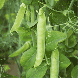 Garden pea(Pisum sativum)
