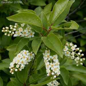 Common chokecherry(Prunus virginiana)