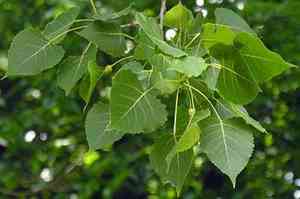 Eastern cottonwood(Populus deltoides)
