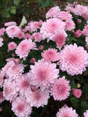 Garden mum(Chrysanthemum × morifolium)