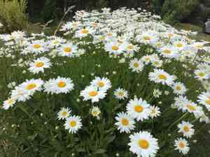Shasta daisy(Leucanthemum maximum)