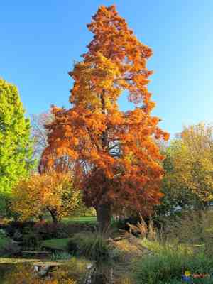 Bald cypress(Taxodium distichum)