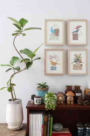 Council tree(Ficus altissima)