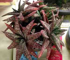 Gasteria batesiana(Gasteria batesiana)