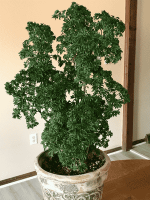 Ming aralia(Polyscias fruticosa)