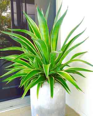 Agave demeesteriana(Agave demeesteriana)