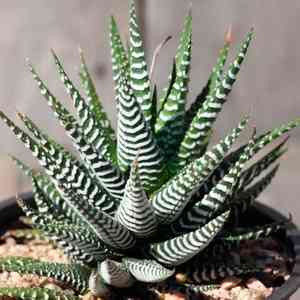 Haworthiopsis attenuata(Haworthiopsis attenuata)