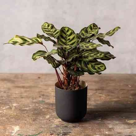 Peacock plant(Goeppertia makoyana)