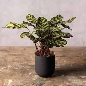 Peacock plant(Goeppertia makoyana)