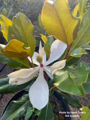 Southern magnolia(Magnolia grandiflora)