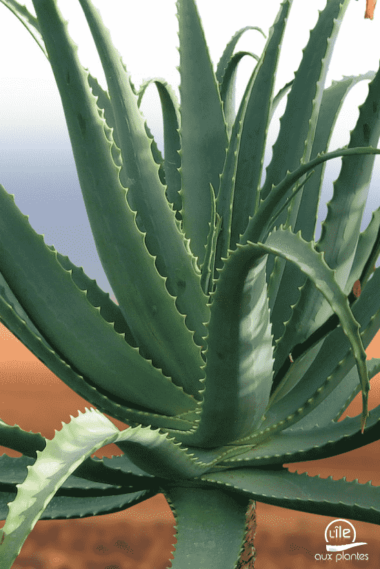 Candelabra aloe(Aloe arborescens)