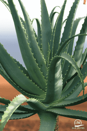 Candelabra aloe(Aloe arborescens)