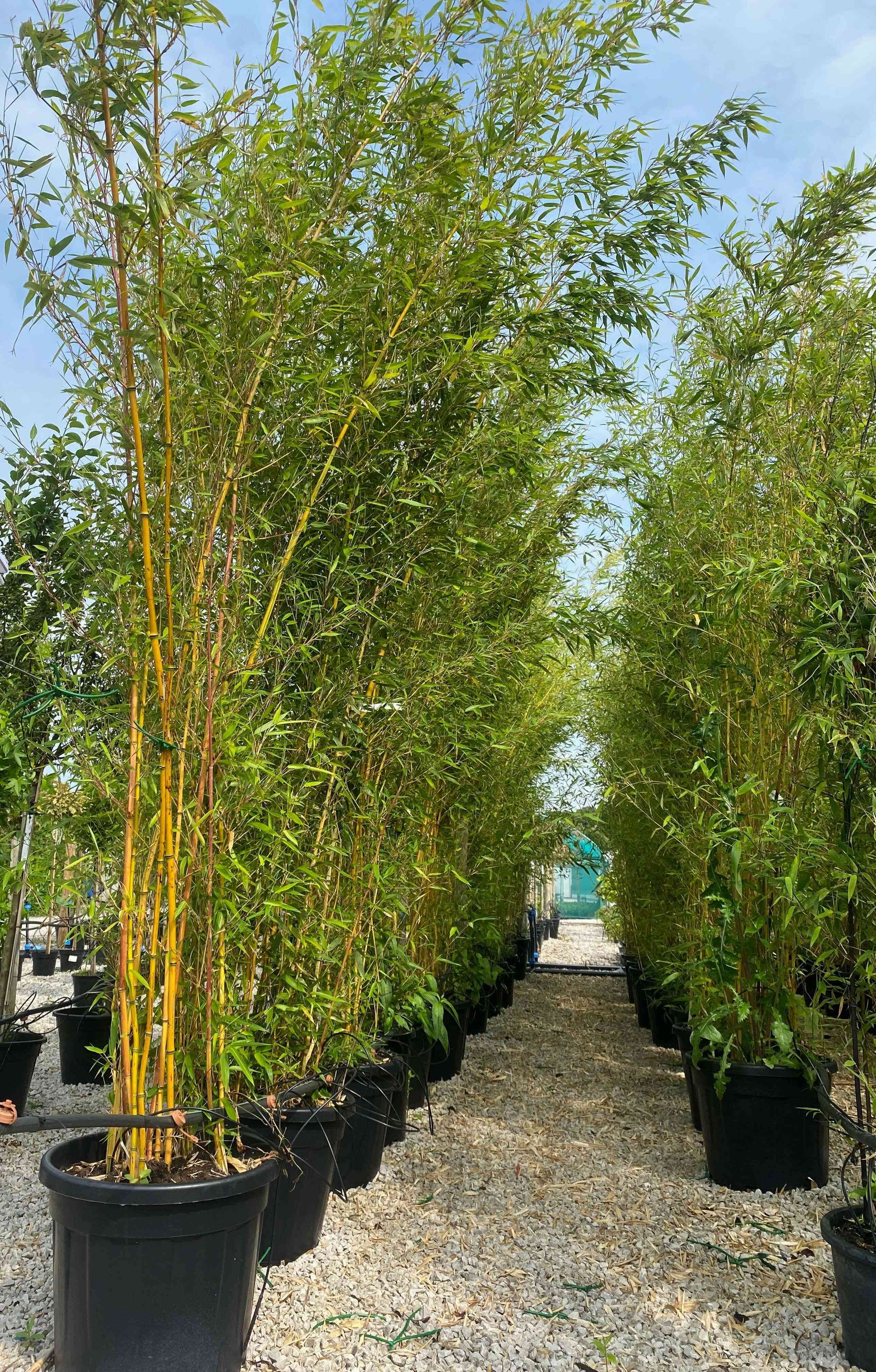 Golden bamboo(Phyllostachys aurea)