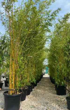 Golden bamboo(Phyllostachys aurea)