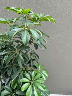 Dwarf umbrella tree(Schefflera arboricola)