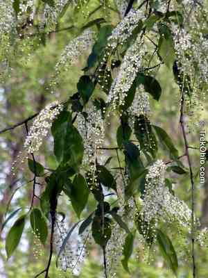 Black cherry(Prunus serotina)