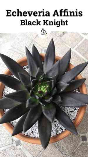 Black echeveria(Echeveria affinis)