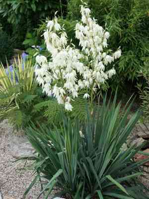 Adam's needle(Yucca filamentosa)
