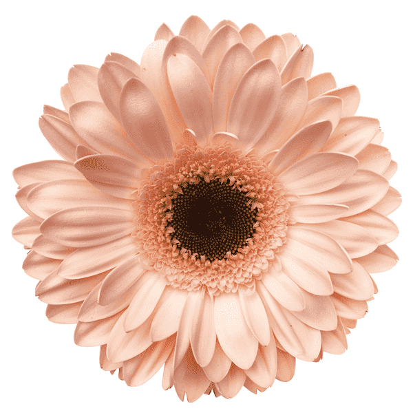 Barberton daisy(Gerbera jamesonii)