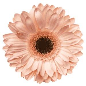 Barberton daisy(Gerbera jamesonii)
