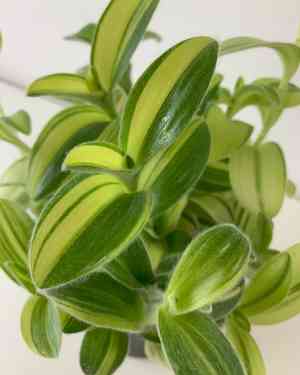 White velvet(Tradescantia sillamontana)