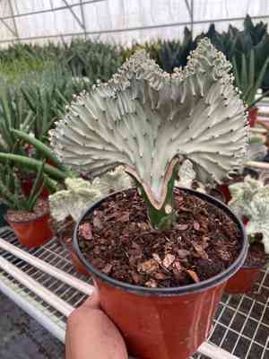 Mottled spurge(Euphorbia lactea)