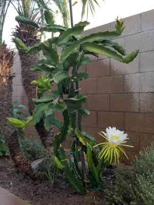 Selenicereus undatus(Selenicereus undatus)