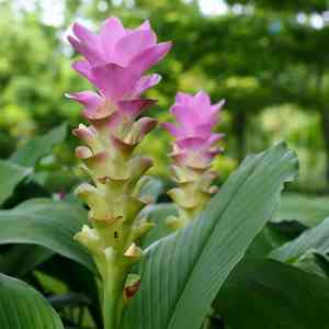 Common turmeric(Curcuma longa)