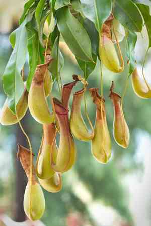 Common swamp pitcher-plant(Nepenthes mirabilis)