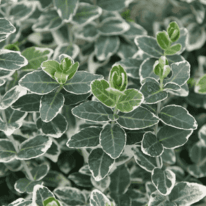 Wintercreeper(Euonymus fortunei)