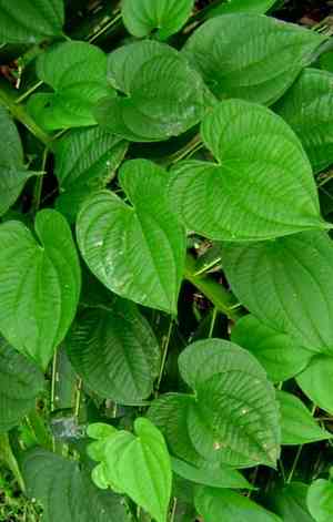 Water yam(Dioscorea alata)