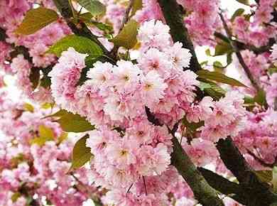 Japanese cherry(Prunus serrulata)