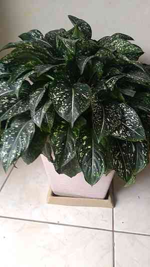 Aglaonema costatum(Aglaonema costatum)