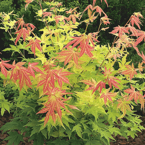 Japanese maple(Acer palmatum)