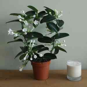 Madagascar jasmine(Stephanotis floribunda)