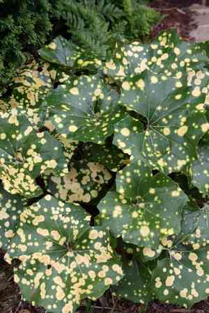 Leopard plant(Farfugium japonicum)