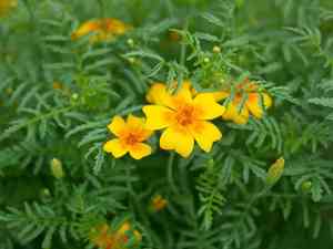 Signet marigold(Tagetes tenuifolia)
