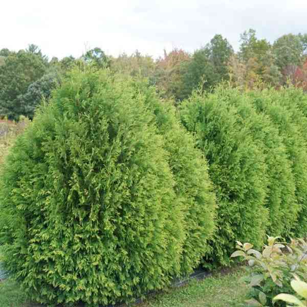 Arborvitae(Thuja occidentalis)