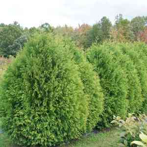 Arborvitae(Thuja occidentalis)