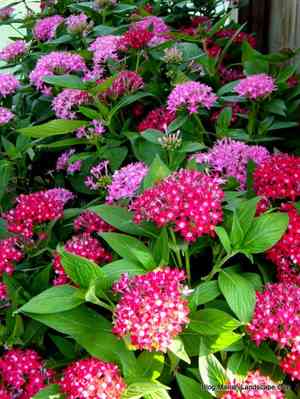 Egyptian starcluster(Pentas lanceolata)