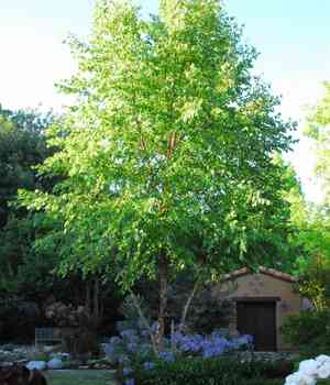 River birch(Betula nigra)