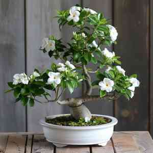 Cape jasmine(Gardenia jasminoides)