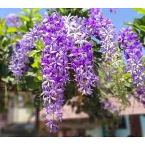 Queen's wreath(Petrea volubilis)