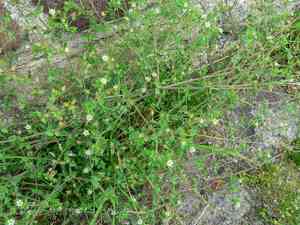Thyme-leaf sandwort(Arenaria serpyllifolia)